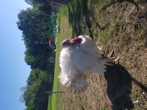 Vand curcani crescuti natural in aer liber