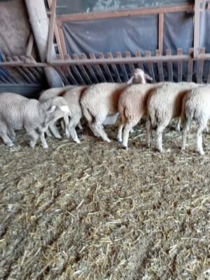 Vând berbecuți tineret 