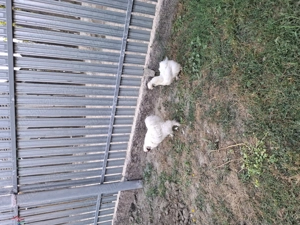 Vand rate , gaini conchinchina urias , gaini matase japoneza.