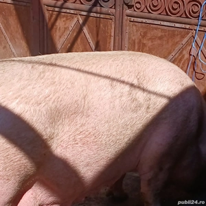 Porci mari de la 100 la 380 kg - imagine 4