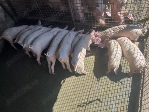 Vând purcei - imagine 2