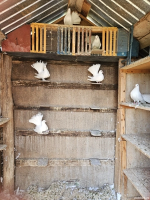 porumbei rotați  - imagine 2 porumbei rotați  - imagine 2