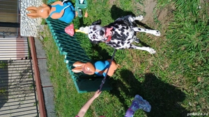 Dalmatian rasa pura - imagine 4 Dalmatian rasa pura - imagine 4