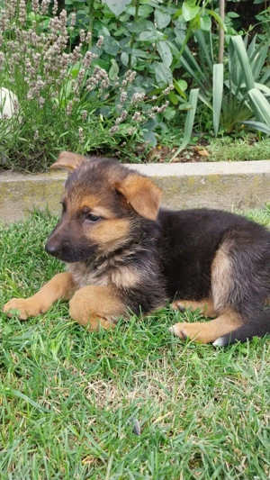 Ciobanesc german - imagine 2 Ciobanesc german - imagine 2