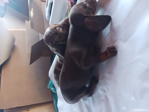 techel de vinzare  - imagine 5