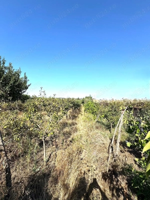 Cabana din lemn+ teren 2000 mp , 105.000 Euro negociabil, zona Metro - imagine 5