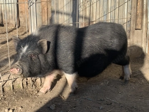 Purcei vietnamezi rasa pura 