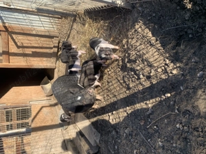 Purcei vietnamezi rasa pura  - imagine 3