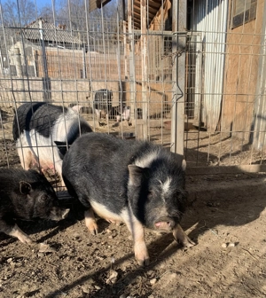 Purcei vietnamezi rasa pura  - imagine 2