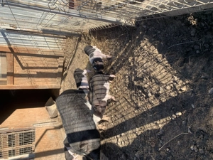 Purcei vietnamezi rasa pura  - imagine 4