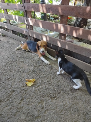 Cățelușe beagle minunate  - imagine 2