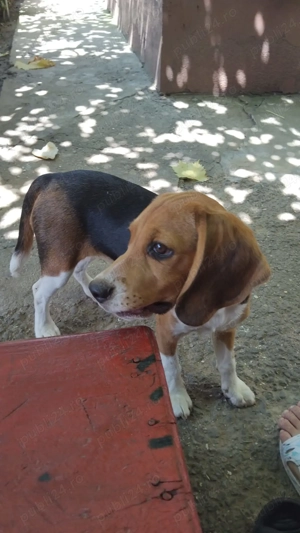 Cățelușe beagle minunate  - imagine 4