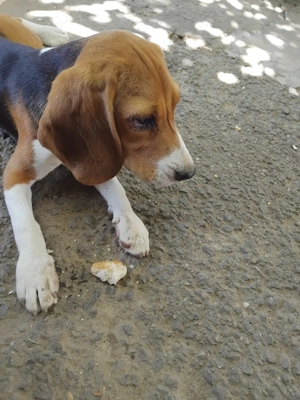 Cățelușe beagle minunate  - imagine 3