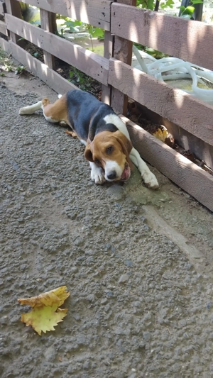 Cățelușe beagle minunate  - imagine 5