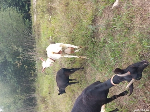 Vand capre murciano   sannen  si alpina franceză 