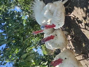 Curcani de țară 39 lei kg