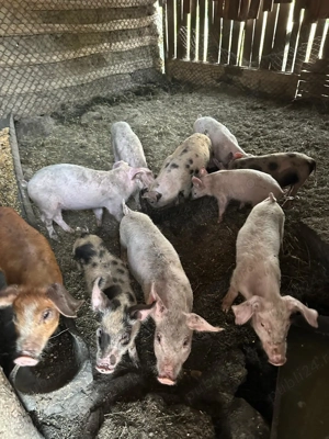 Vând purcei de rasa 