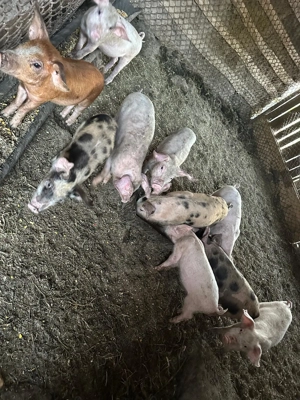 Vând purcei de rasa  - imagine 2