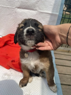 Ares isi cauta familia! - imagine 2