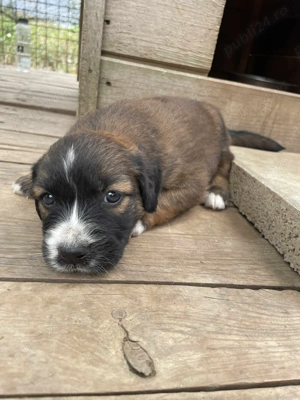 Ares isi cauta familia! - imagine 3