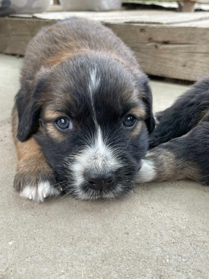 Ares isi cauta familia! - imagine 4