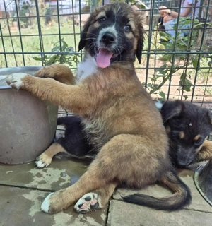 Ares isi cauta familia! - imagine 5