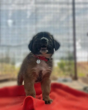 Ares isi cauta familia! - imagine 6