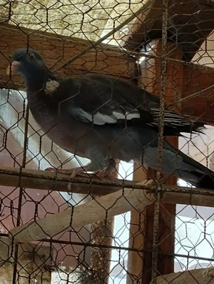 Vind porumbită gulerată - imagine 3