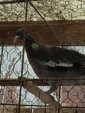 Vind porumbită gulerată - imagine 2