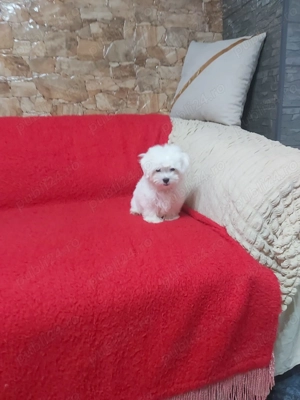 Pui bichon maltese - imagine 3