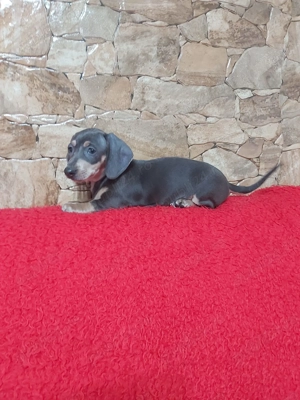 Pui teckel negru - imagine 2