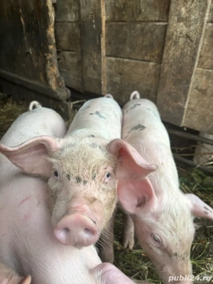 Purcei de vanzare