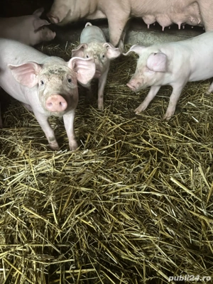 Purcei de vanzare - imagine 3