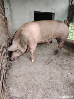 Porci crescuti in gospodarie