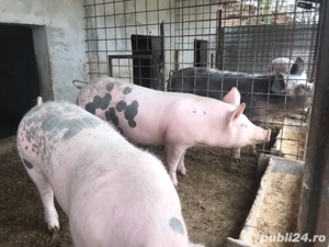 Porci crescuti in gospodarie - imagine 2
