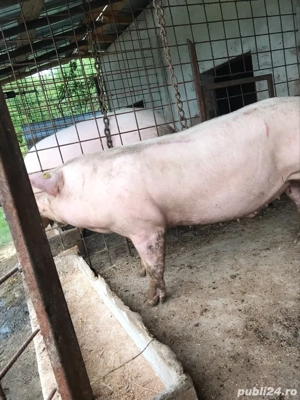 Porci crescuti in gospodarie - imagine 3