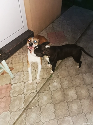 Amstaff femelă  - imagine 2