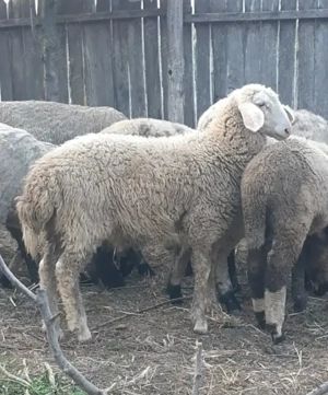 Berbecuț Assaf  - imagine 2