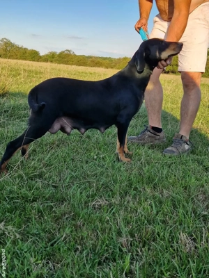 femela de copoi ardelenesc cu 6 pui