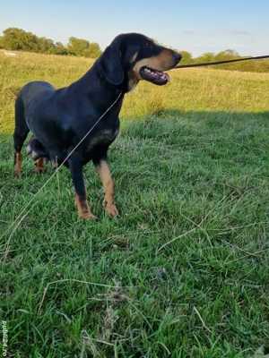 femela de copoi ardelenesc cu 6 pui - imagine 2