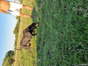 femela de copoi ardelenesc cu 6 pui - imagine 3