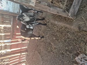 Țap de vânzare  8 luni