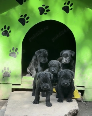 Schnauzer uriaș - imagine 2 Schnauzer uriaș - imagine 2