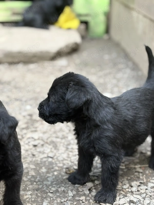 Schnauzer uriaș - imagine 3 Schnauzer uriaș - imagine 3