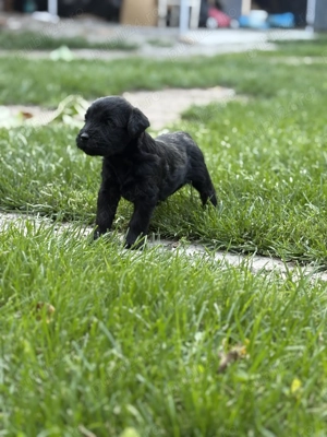 Schnauzer uriaș - imagine 4 Schnauzer uriaș - imagine 4