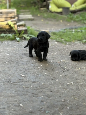 Schnauzer uriaș - imagine 5 Schnauzer uriaș - imagine 5
