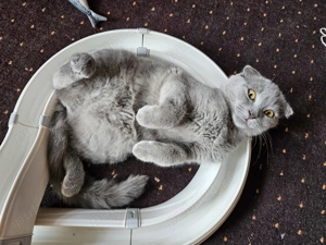 Pisicuta scottish fold argintie vaccinata leucofeligen+antirabic