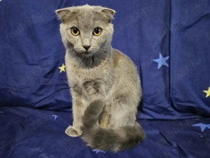 Scottish fold albastra vaccinata, deparazitata, cu carnetel