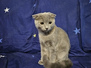 Pisicuta scottish fold argintie vaccinata leucofeligen+antirabic - imagine 4