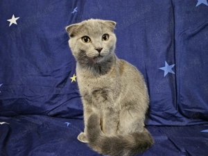 Pisicuta scottish fold argintie vaccinata leucofeligen+antirabic - imagine 5